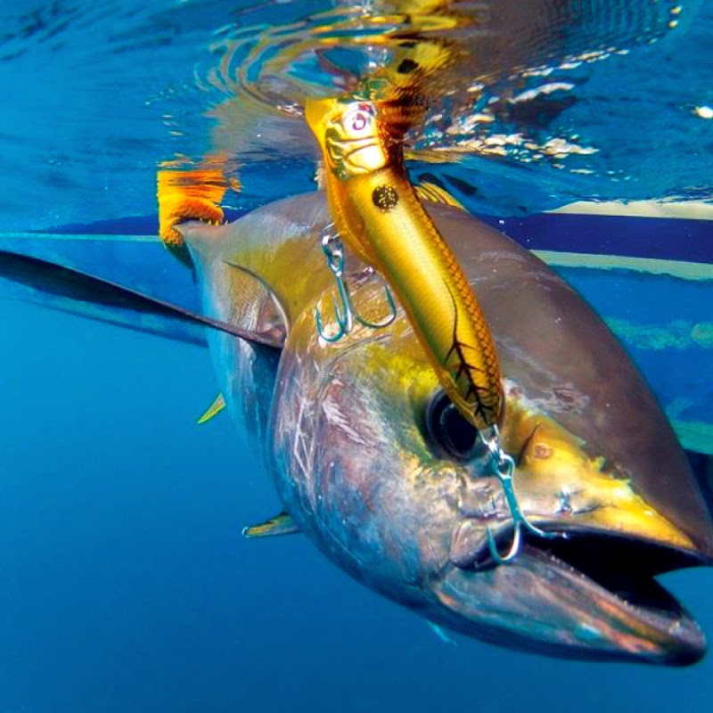 King fish