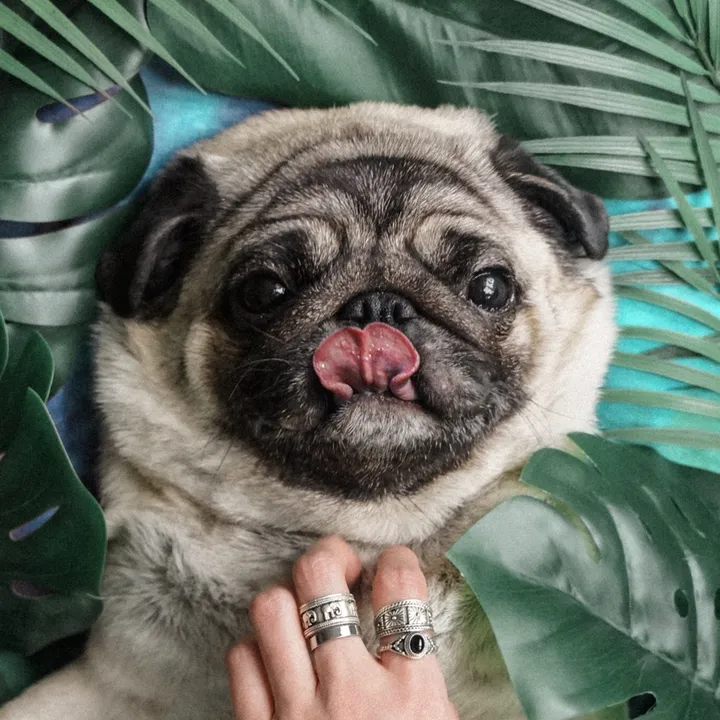 Rooney the Pug