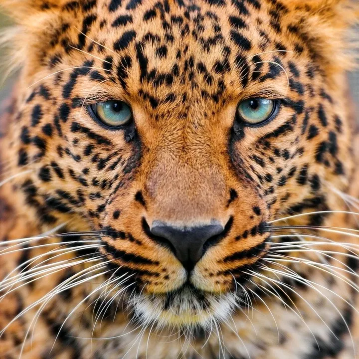 WILD ANIMALS