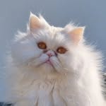 💛 Giusy The Persian Cat 💛