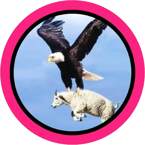 ShortsFunShow笑死方休☑️