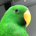 DiDi a.k.a Green Chicken