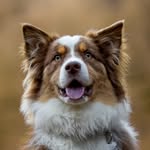 𝔻𝕠𝕘𝕤𝕔𝕒𝕥𝕗𝕒𝕞𝕚𝕝𝕪 🐶