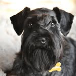 Winston the Woofie