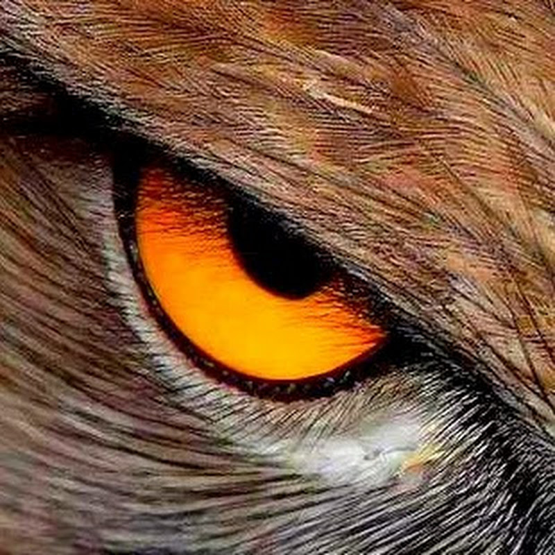 Eagle Vision (L'occhio dell'aquila)