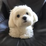 Oscar🐾
