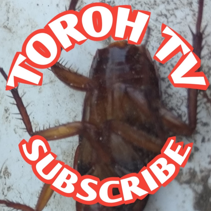 TOROH TV