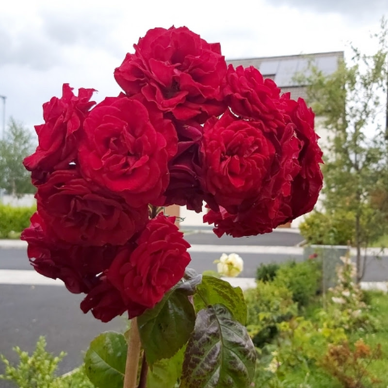 Mms Rasoyi&Spiritual world