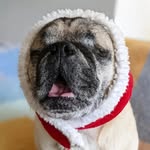 Sharky 🦈 シャーキー