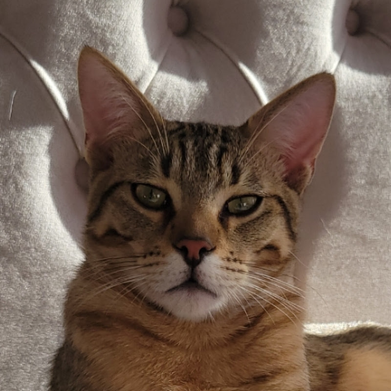 CAT CNA