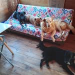 Fundacion Manada Animal