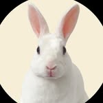 Abú the bunny