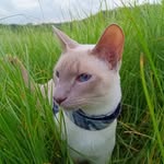 Felix the blue eyed cat 🐾 💙