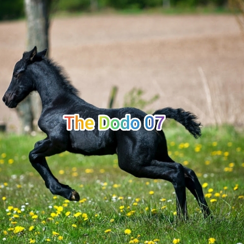 The Dodo 07