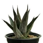 Agave And Cactus mescal