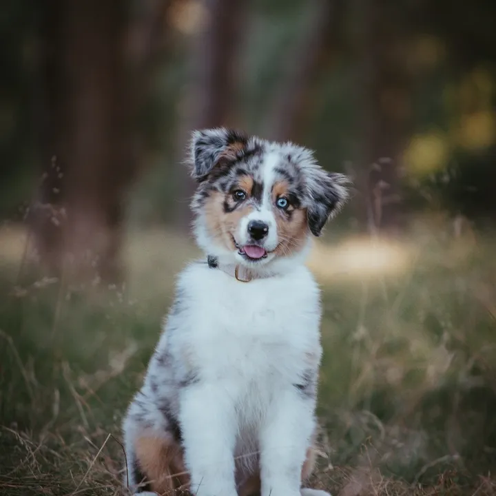 Neva the Aussie 🐶