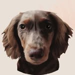 BADU | MINI DAPPLE DACHSDOGGO