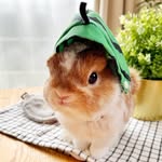 ほうちゃん