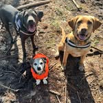Adventures of Sammy, Lily, and Lavender