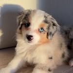 Life of Miss Lily🐶