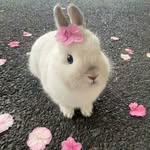 Cute | Rabbit | Bunnies 🐰