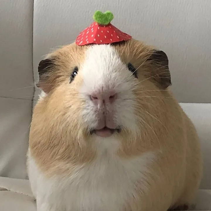 Brenda Frazão 🍓✨