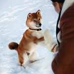 ꜱᴜʟᴏ 🦊 & ʟᴇɪʟᴀ 🦊