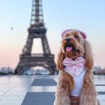 N O L A  +  M A R Y | dog friendly travel expawt