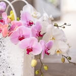 Taida Orchids Inc