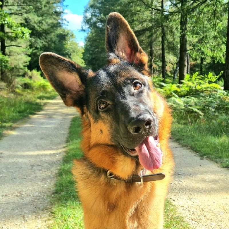 Toby, Le Berger Allemand