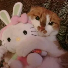 kitsu🇵🇱/ᐠ｡–｡ᐟ\