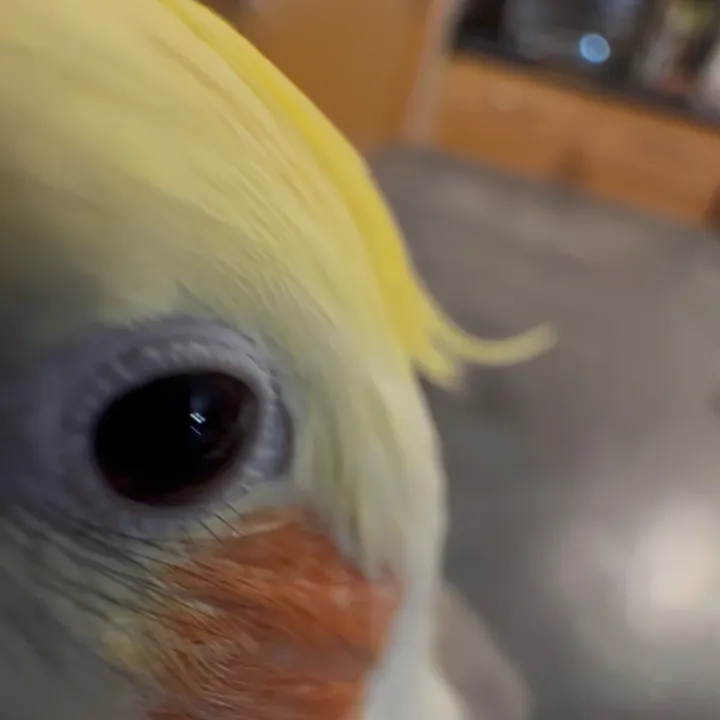 Chattylittlebirds