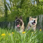 AKITA STORY – 𝓚𝓾𝓶𝓪 & 𝓢𝓮𝓷𝓴𝓪