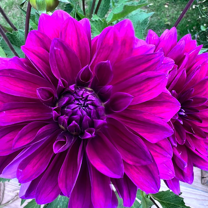 Family Garden