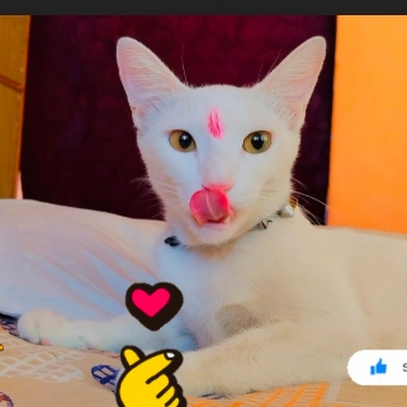 Simba white snow