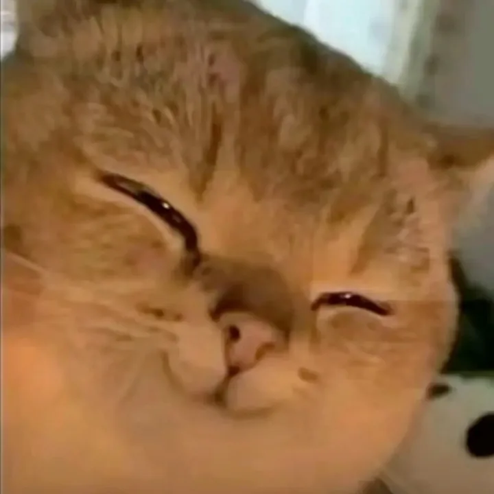yapapa cat