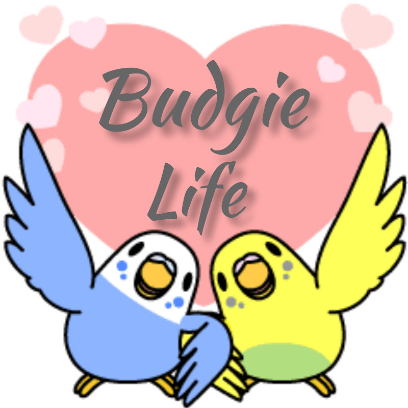 Budgie Life