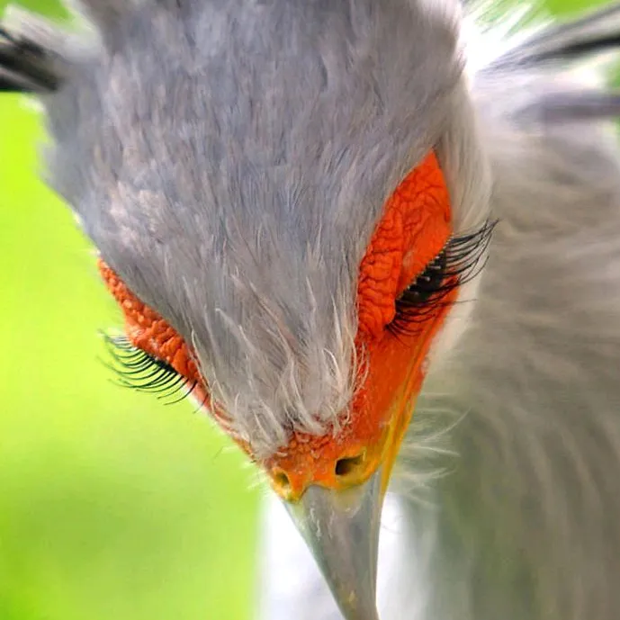 Birdgyal MJ
