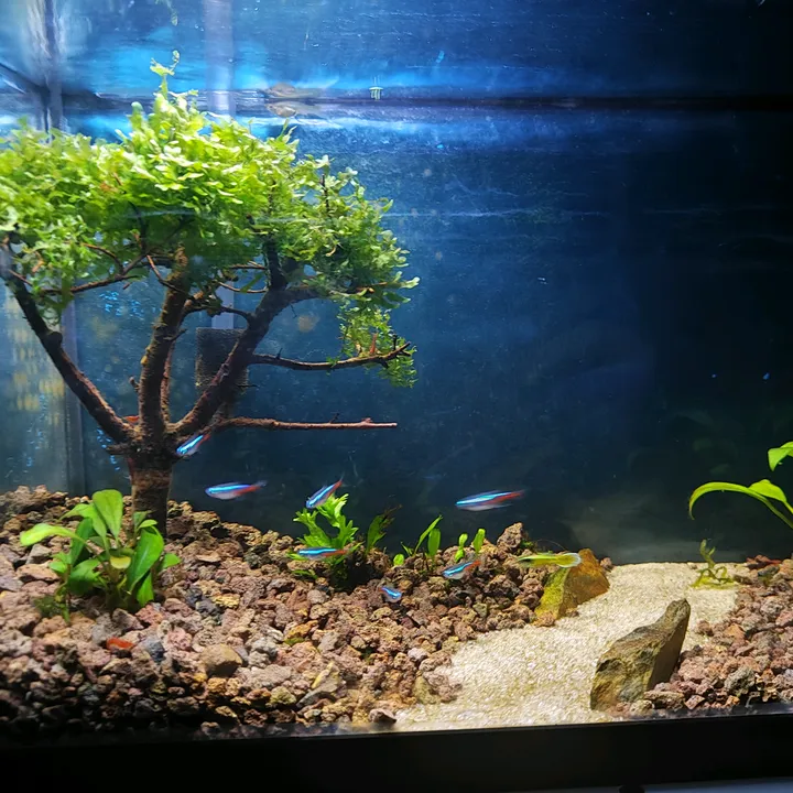AFZ-AquariumFishZone