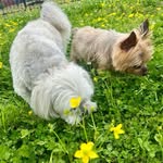 sippi.family