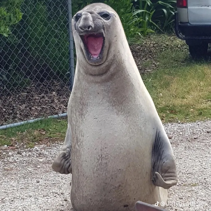 Neil the Seal 🦭