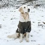 Dog Apollo