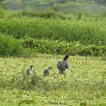 Laguna De Sonso Ecoguias