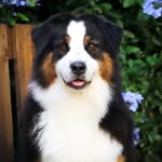 D' A Z U M O O N - Australian Shepherd