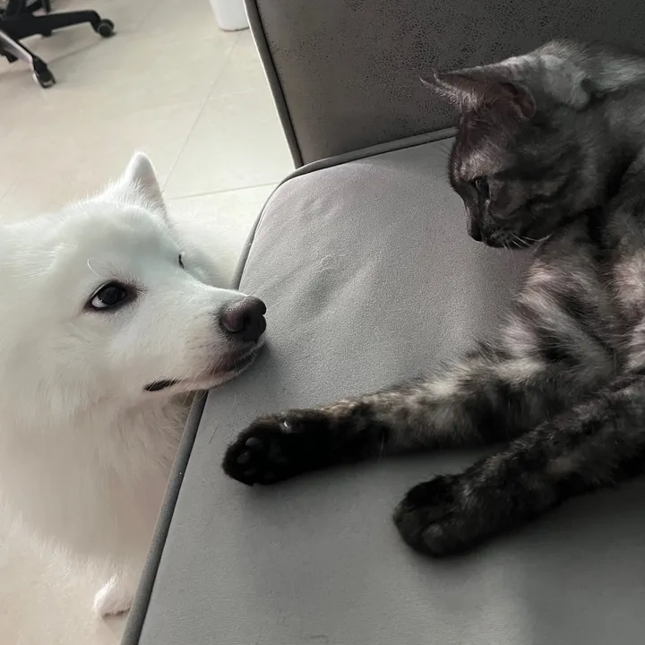 PawfectFinds