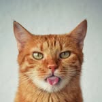 Rufus