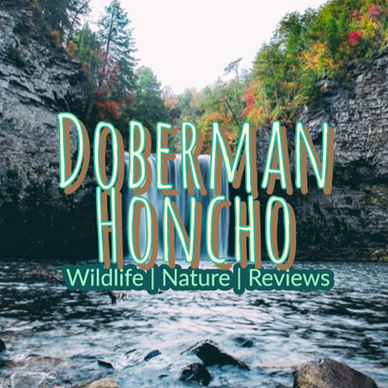Doberman Honcho