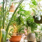 Greenhouse Bar | Nashville, TN