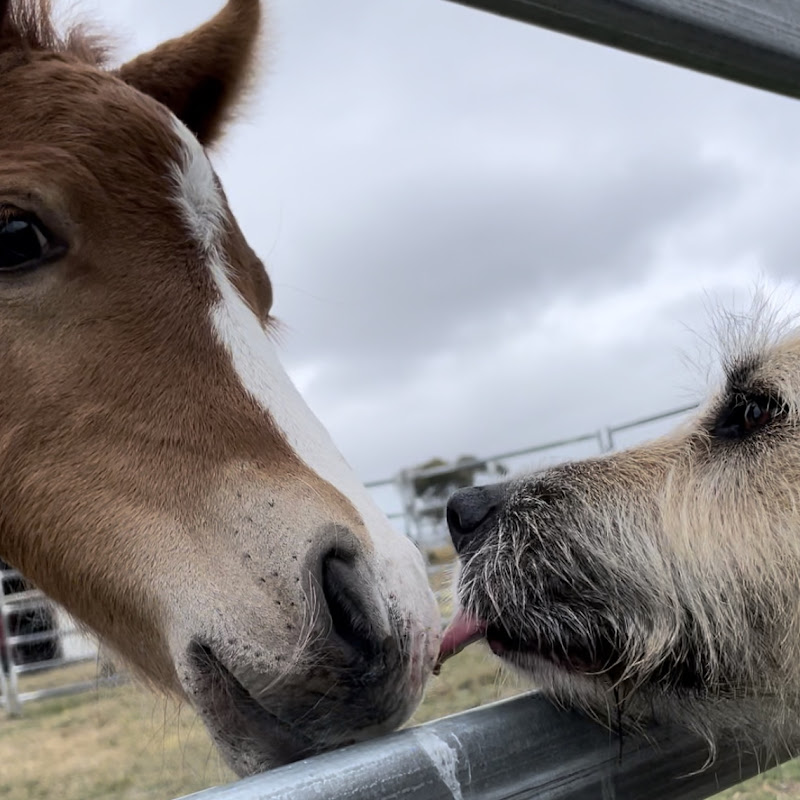 Farmyard Wellness