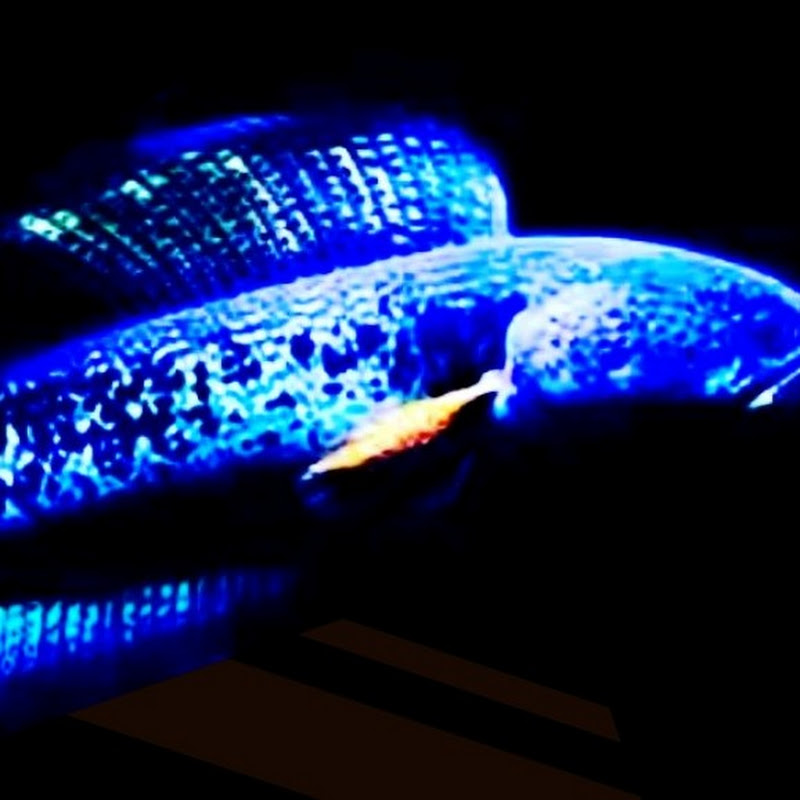 DECO Fishes